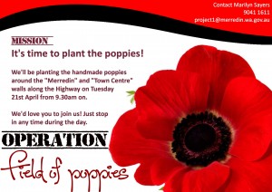 poppies planting