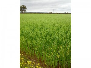 image10