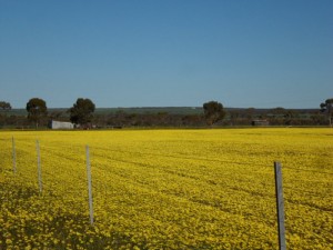 image7