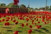 Poppy Planting in Merredin
